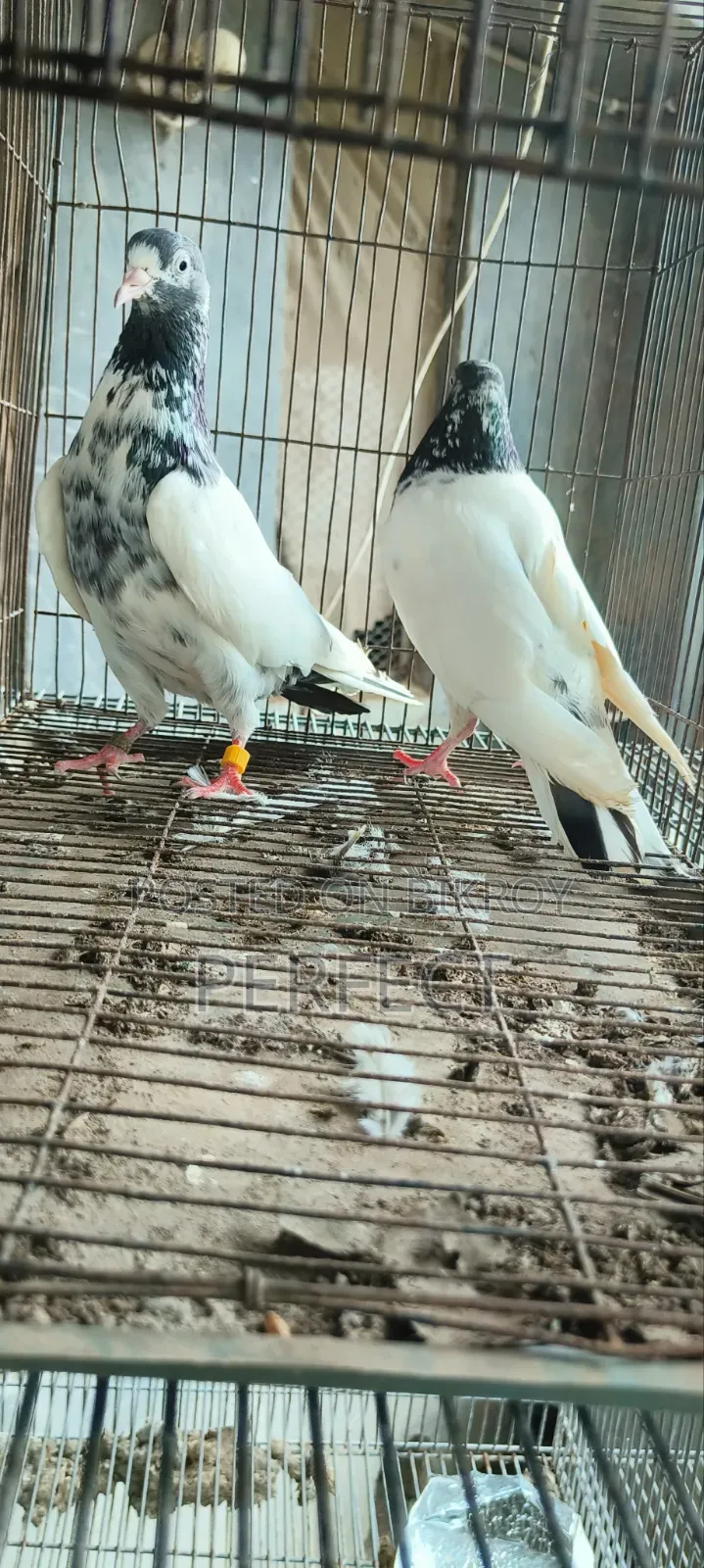 Teddy Pakistani Pigeon