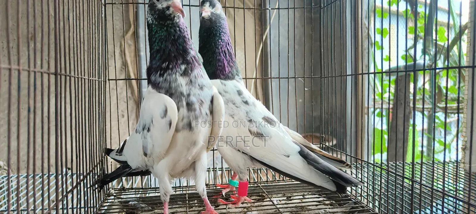 Teddy Pakistani Pigeon