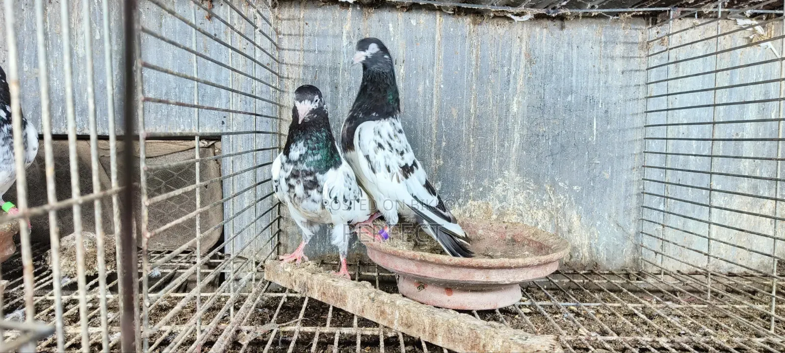 Teddy Pakistani Pigeon
