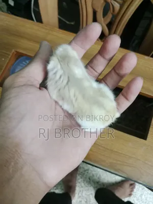 Winter White Hamster With Full Setup.