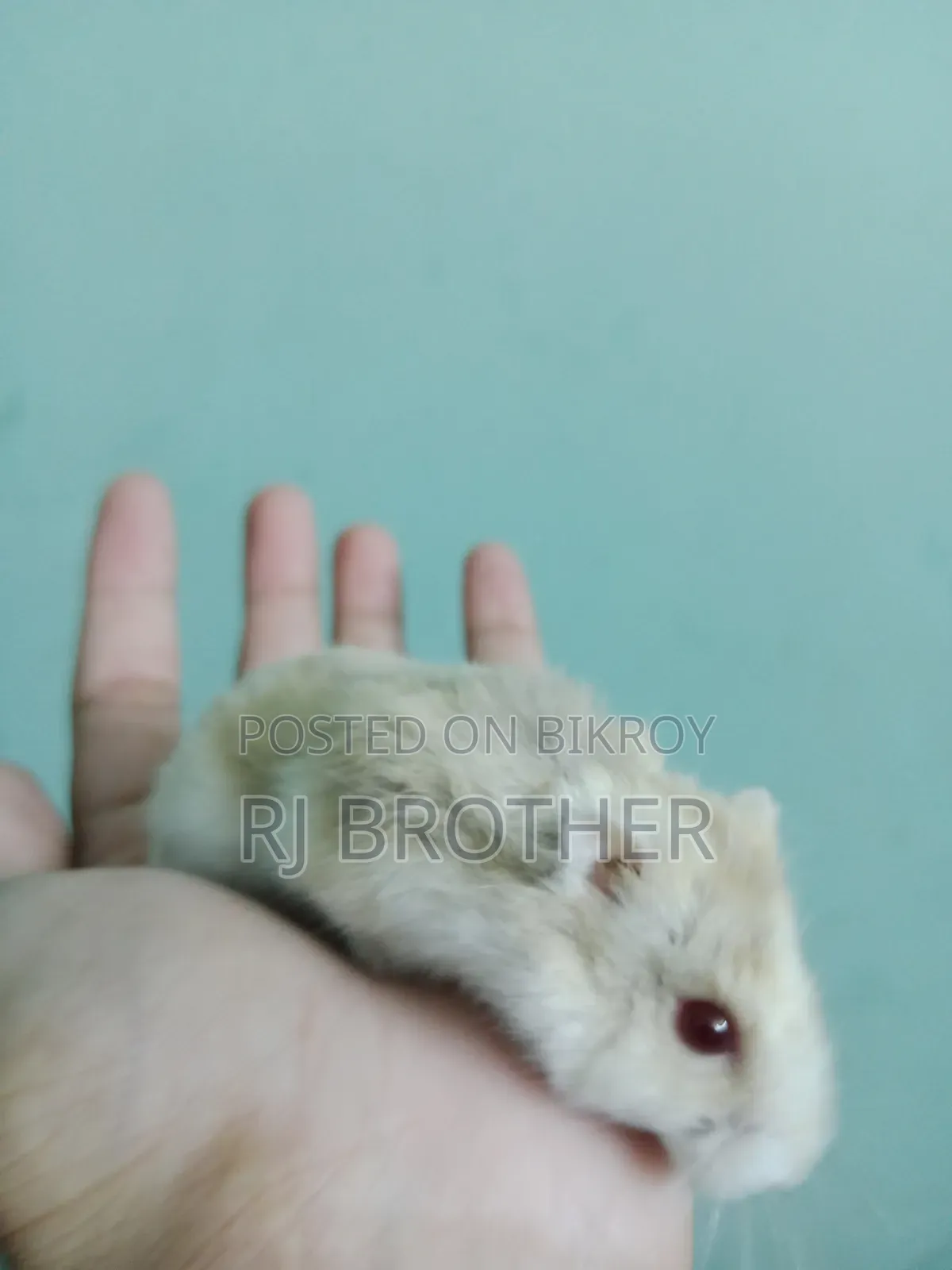 Winter White Hamster With Full Setup.