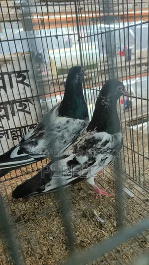 Pakistan Royal, Jonsira, Teddy Pigeon