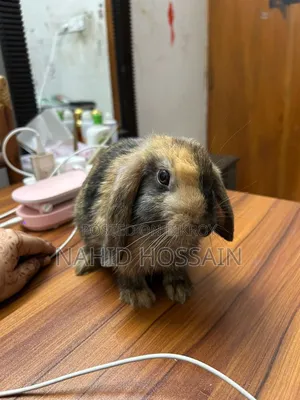 Rabbit for Sale