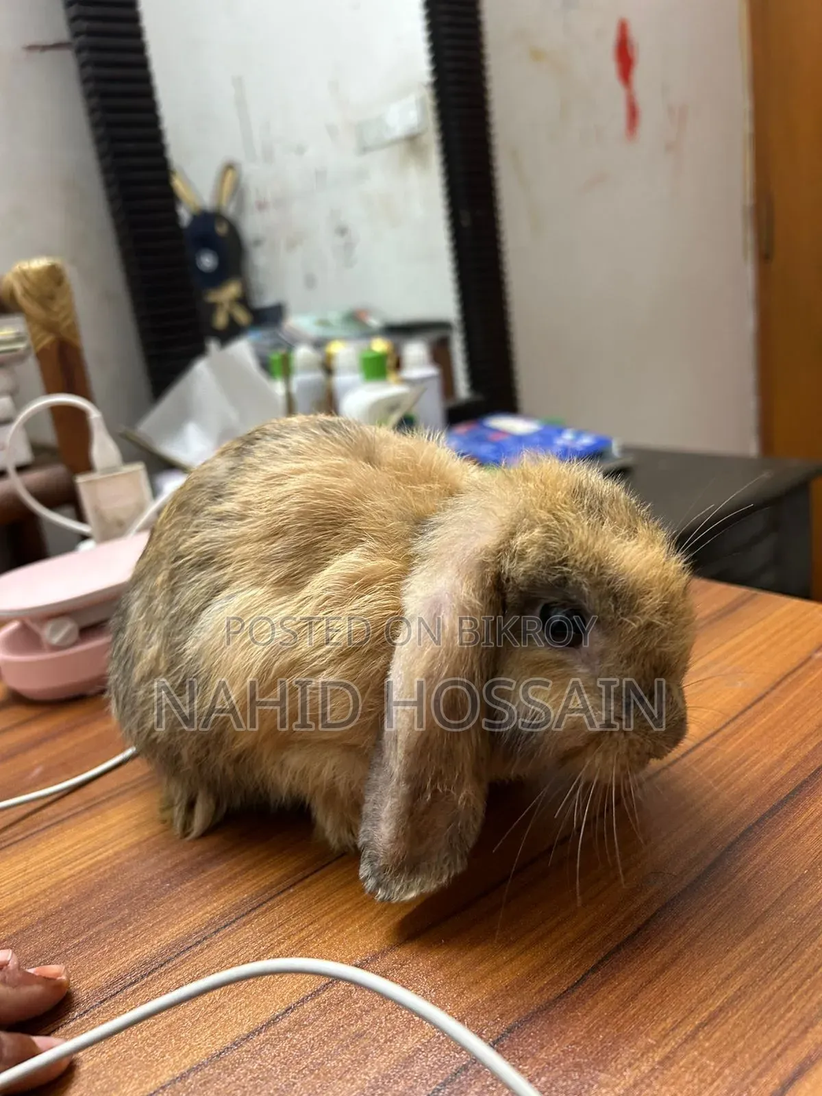 Rabbit for Sale