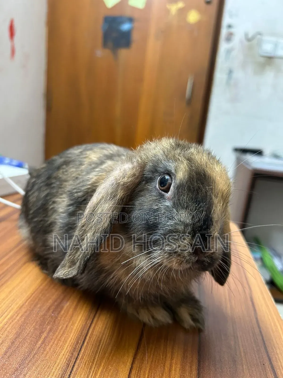 Rabbit for Sale