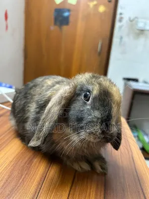 Rabbit for Sale