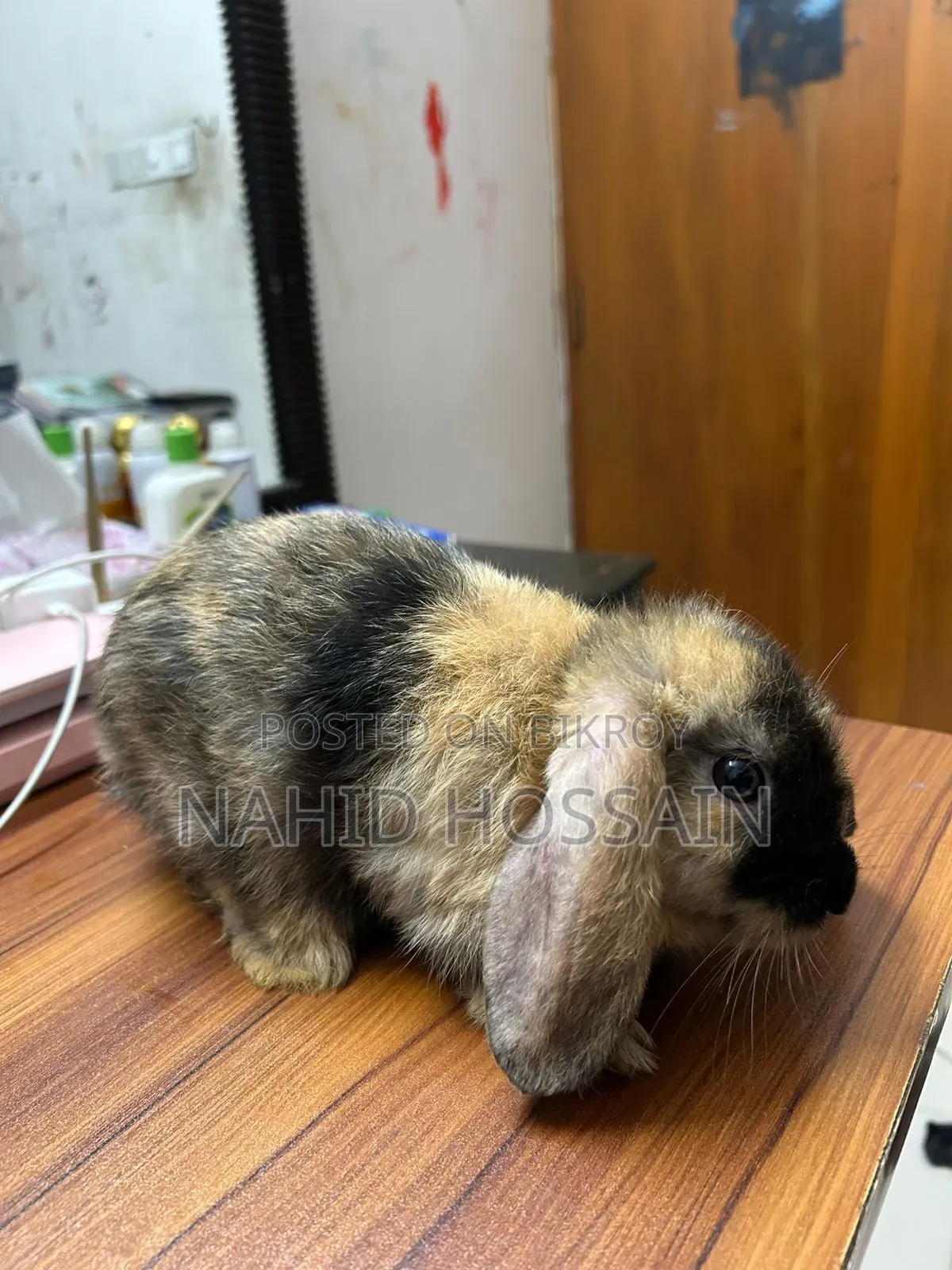 Rabbit for Sale