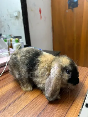 Rabbit for Sale