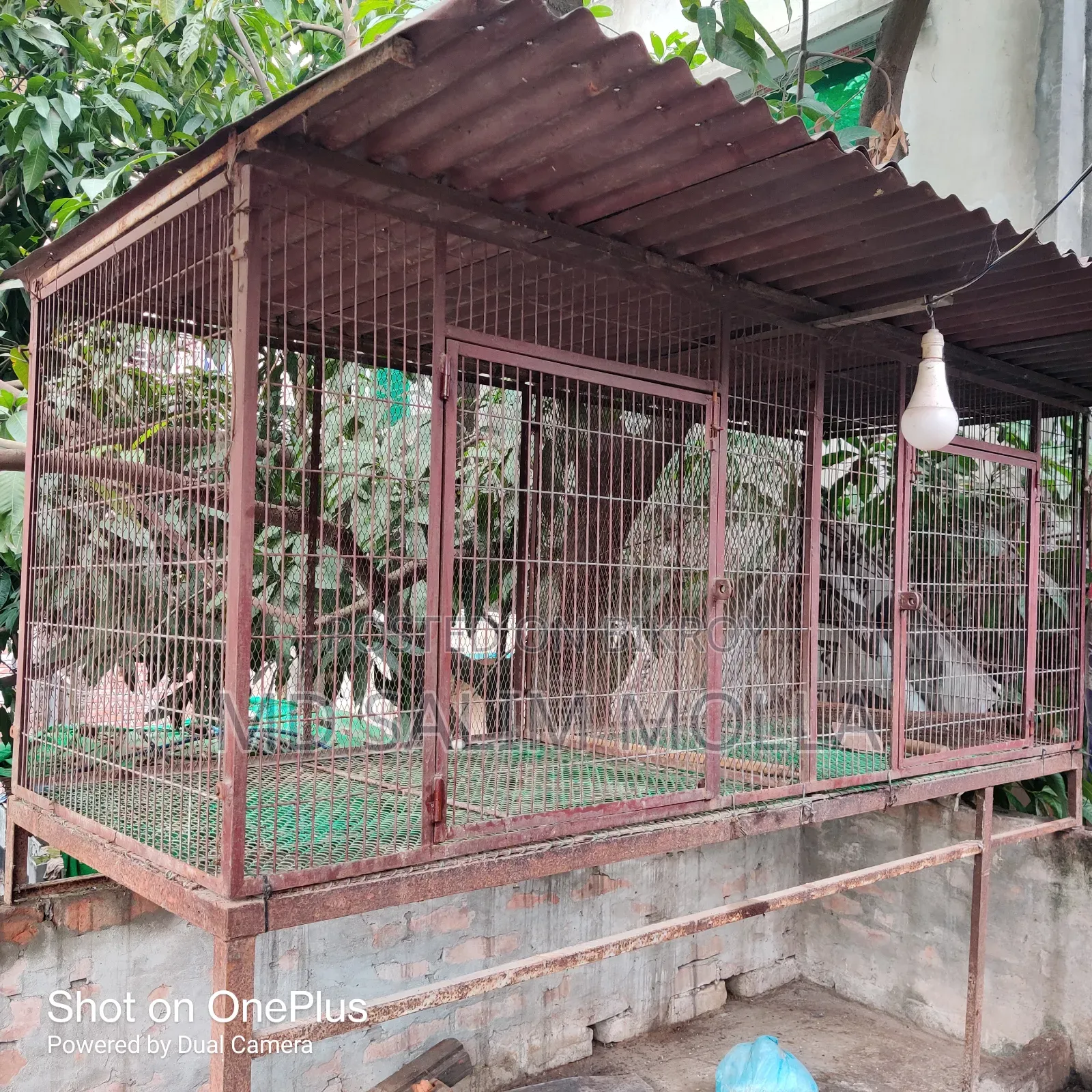 নট সিস্টেম কবুতরের দাপড়ি খাঁচা