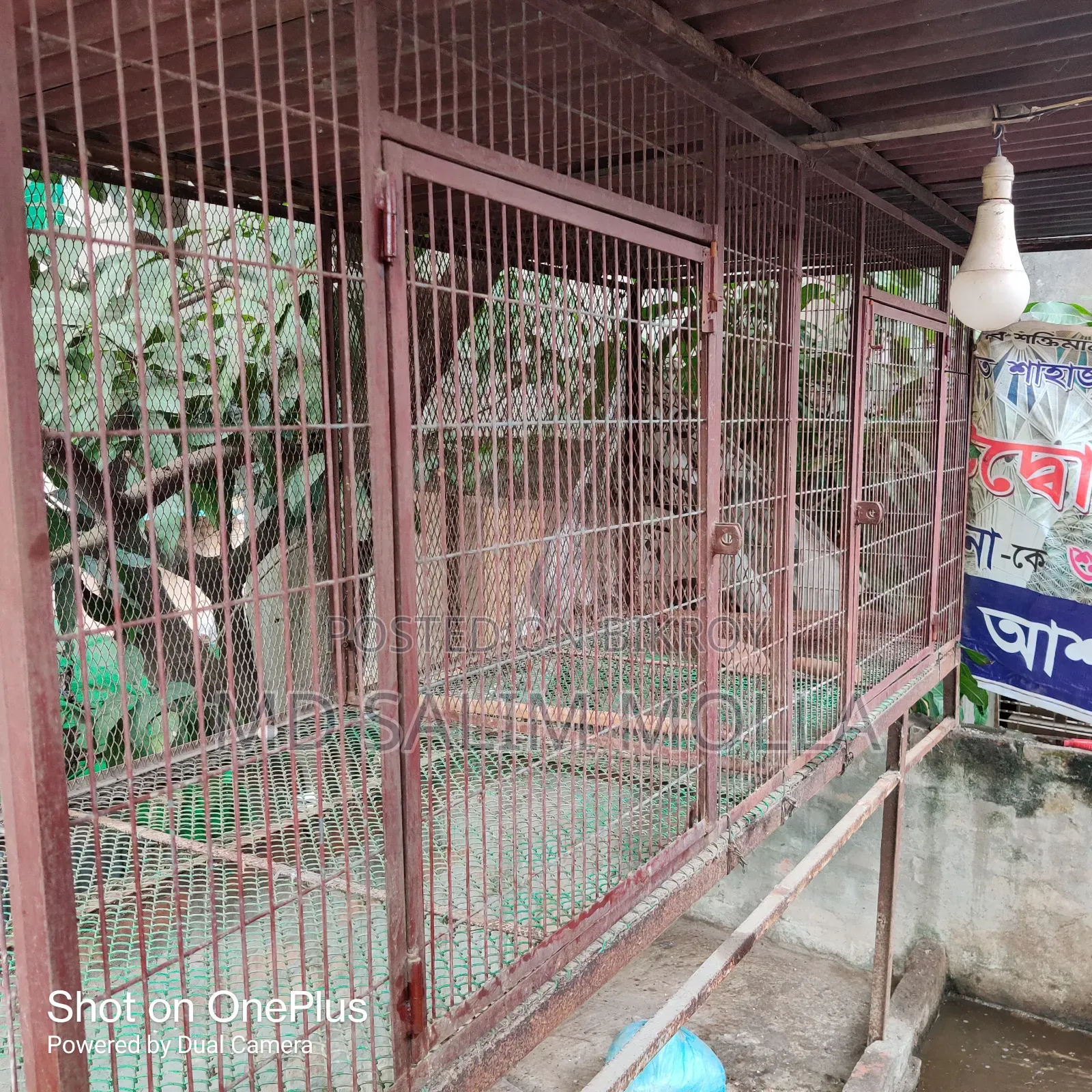 নট সিস্টেম কবুতরের দাপড়ি খাঁচা