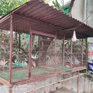 নট সিস্টেম কবুতরের দাপড়ি খাঁচা