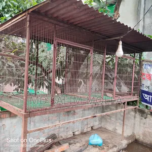 নট সিস্টেম কবুতরের দাপড়ি খাঁচা