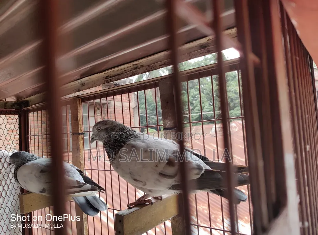 নট সিস্টেম কবুতরের দাপড়ি খাঁচা