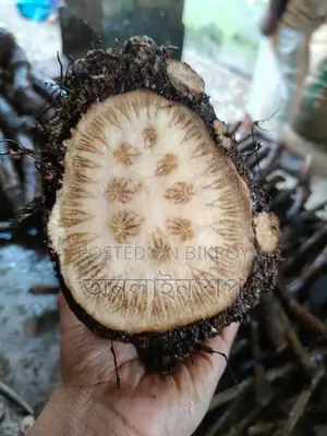 Khulna's Native Chui Jhal