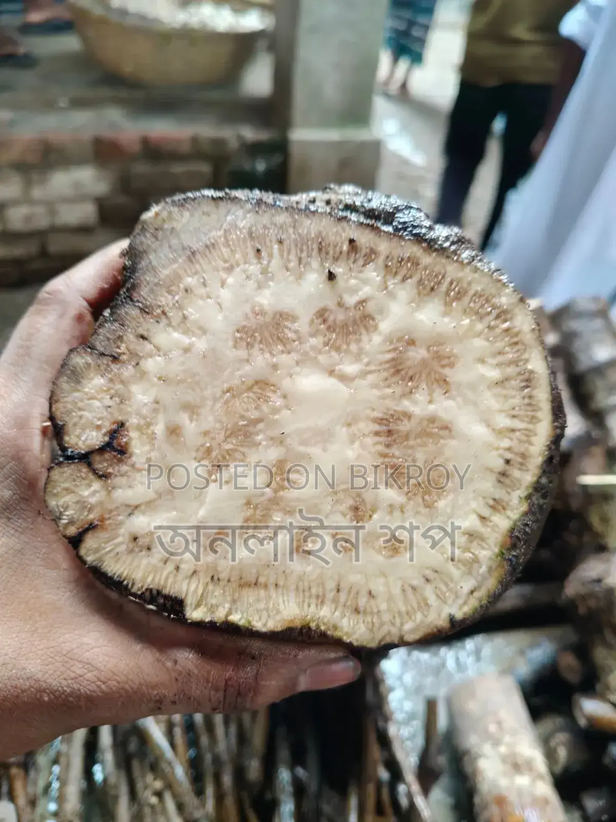 Khulna's Native Chui Jhal