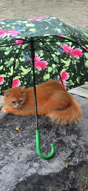 ৩-৬ মাস বয়সী মেয়ে পিওরব্রেড পার্সিয়ান