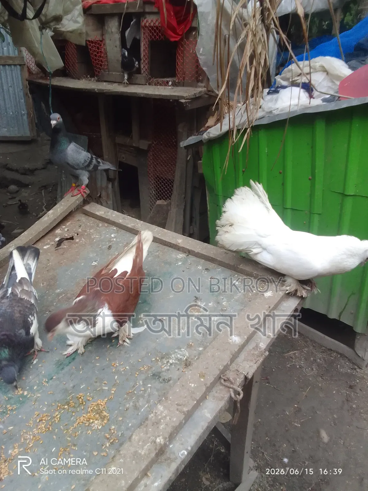 Pigeon Sale