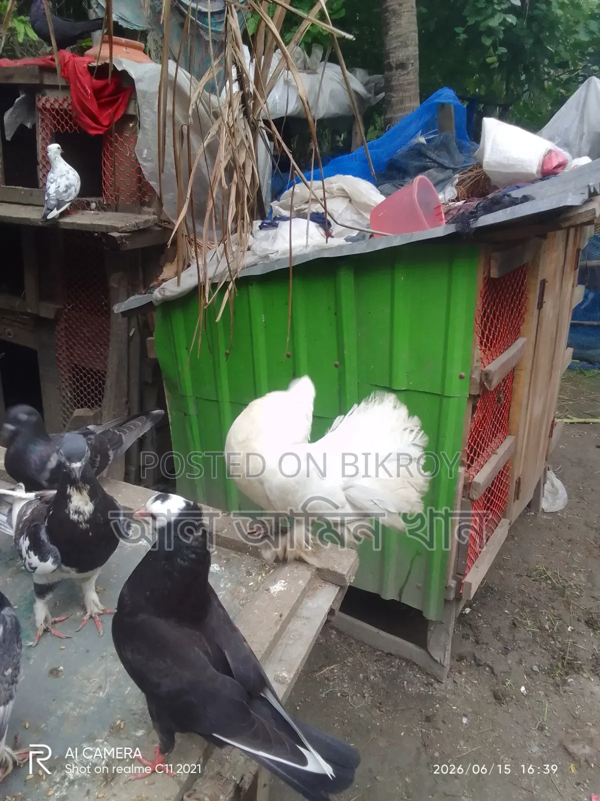 Pigeon Sale