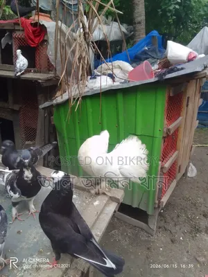 Pigeon Sale