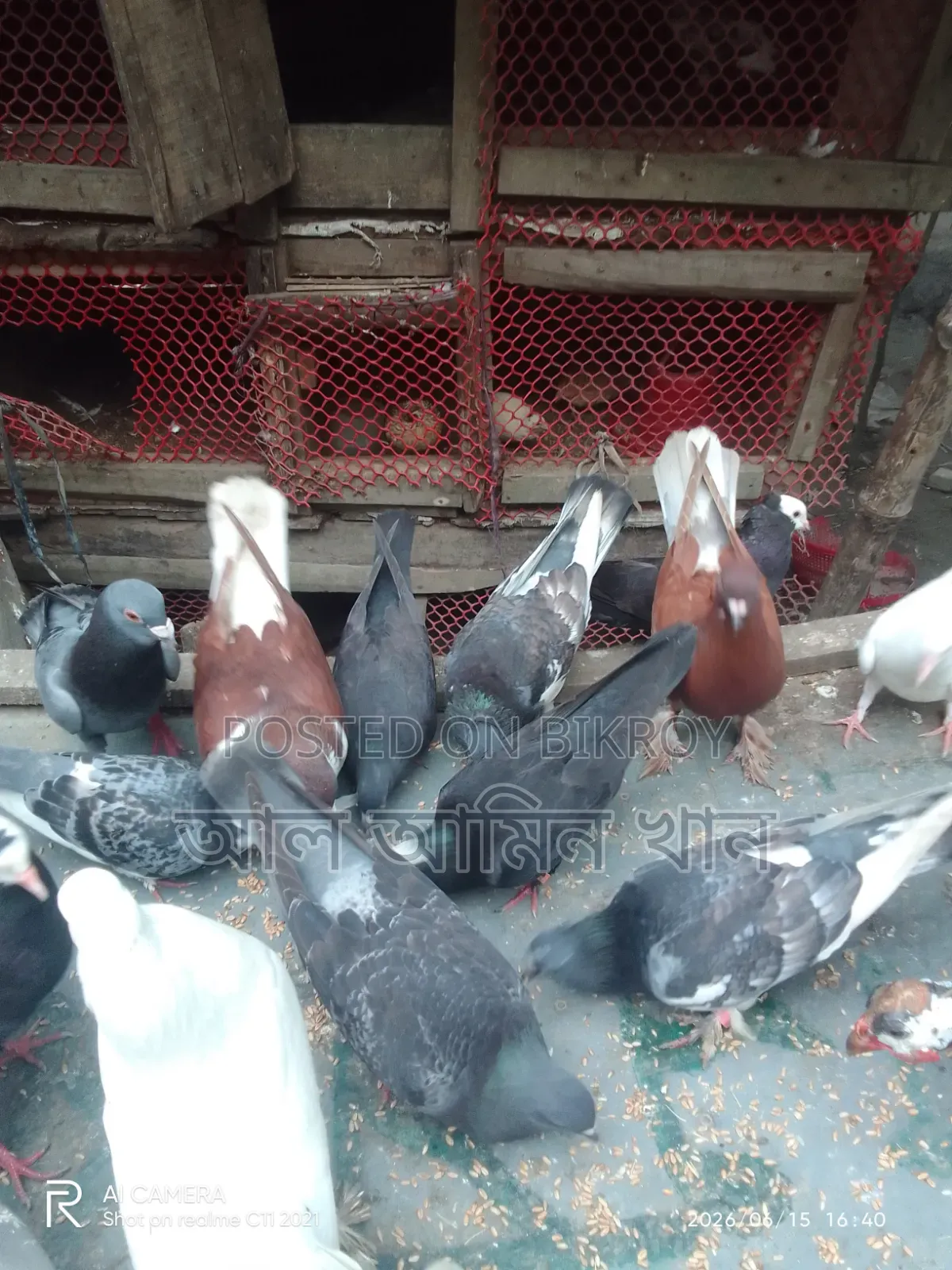 Pigeon Sale