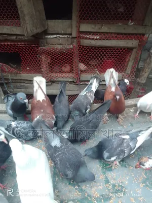 Pigeon Sale