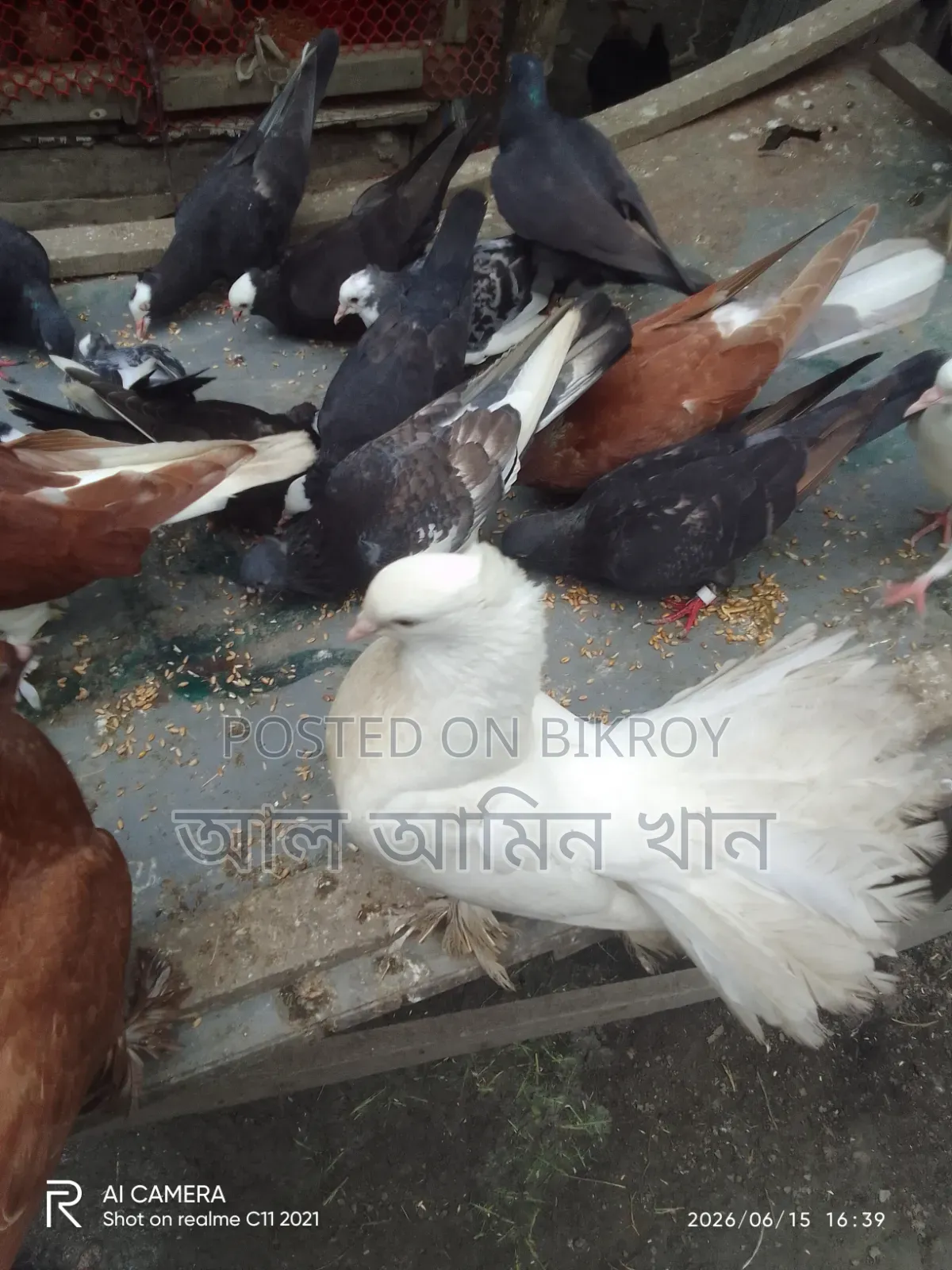 Pigeon Sale