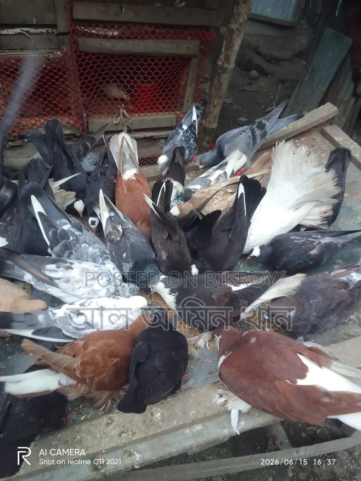 Pigeon Sale