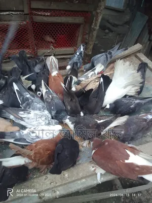 Pigeon Sale