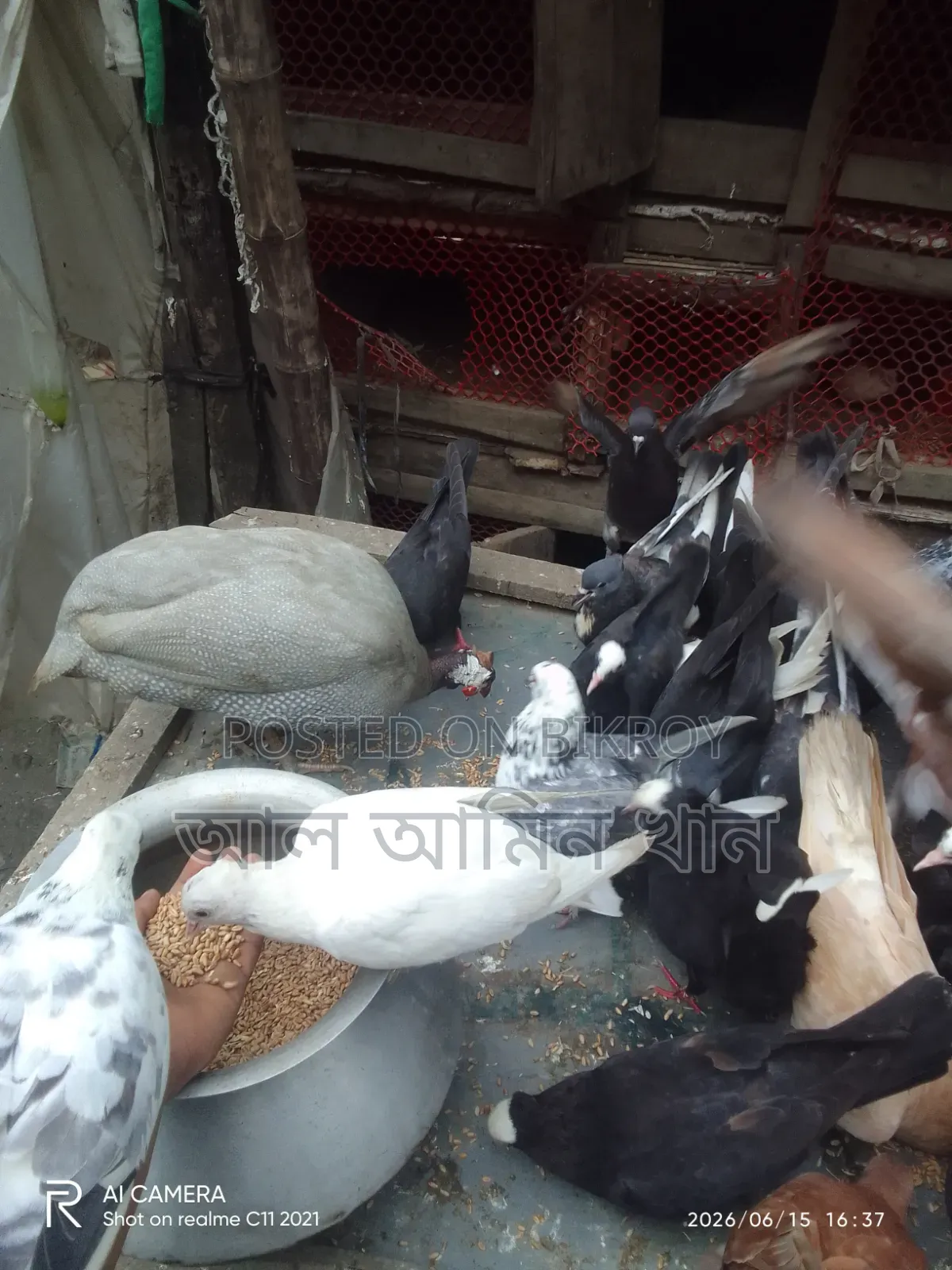 Pigeon Sale