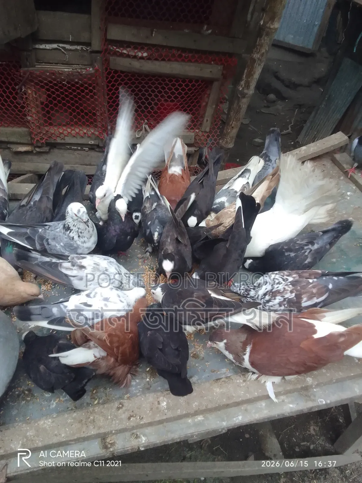 Pigeon Sale