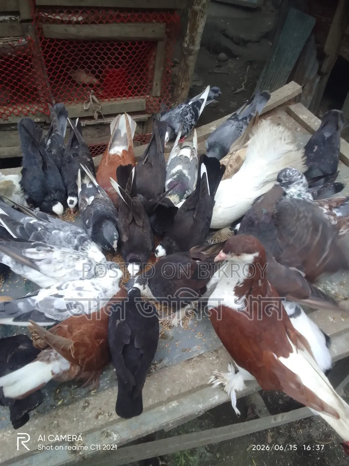 Pigeon Sale