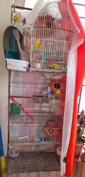 Budgerigar Master Pair
