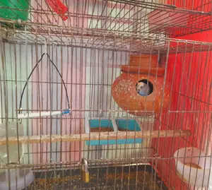 Budgerigar Master Pair