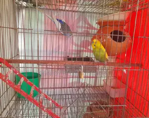 Budgerigar Master Pair