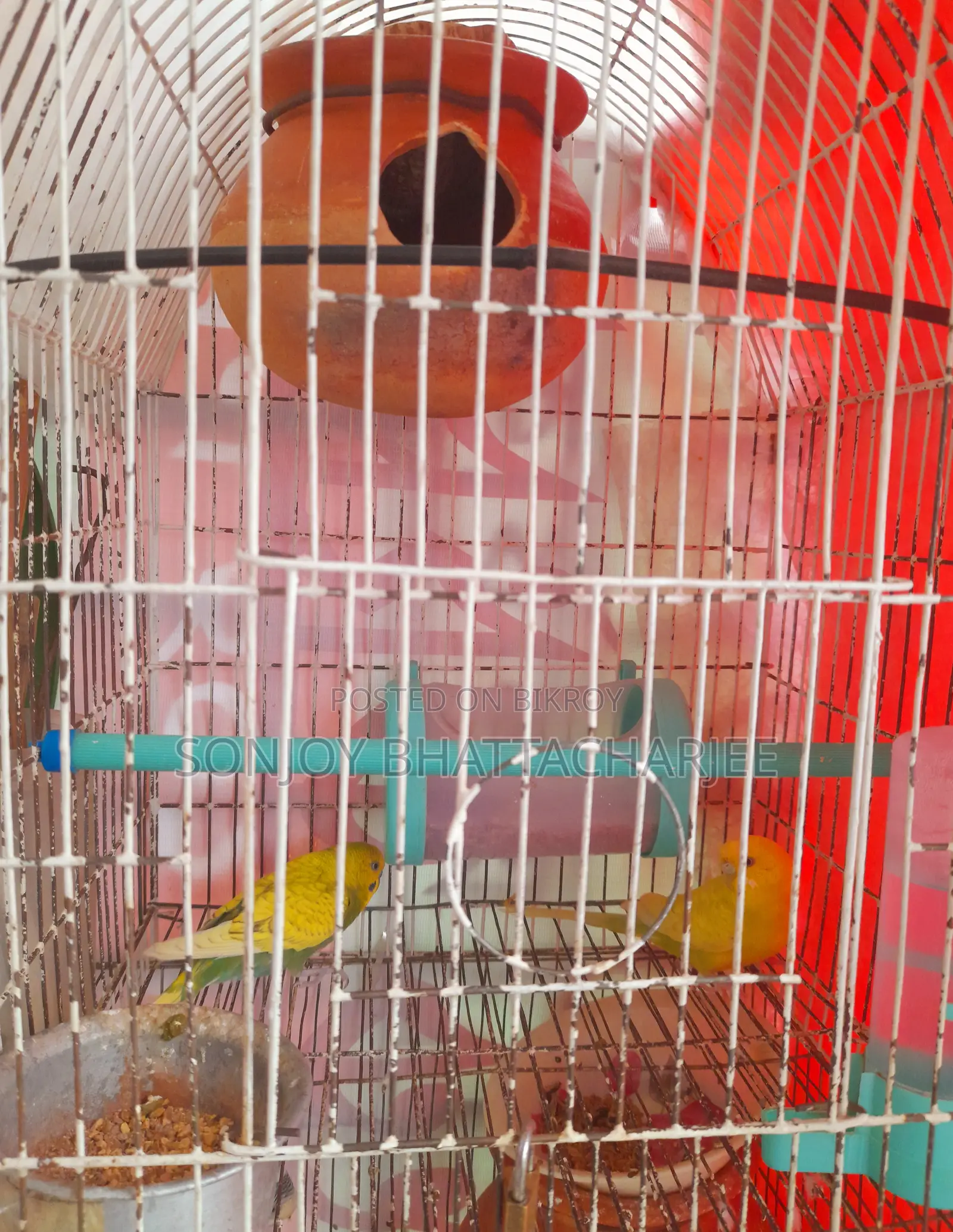 Budgerigar Master Pair
