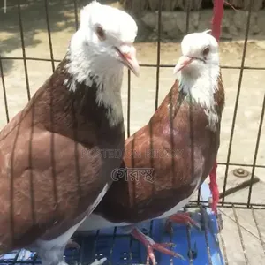 রাজগোল্লা কবুতর জোড়াটি (রানিং) বিক্রয় করা হবে।#কবুতর#কবুতরহাট#Pigeon