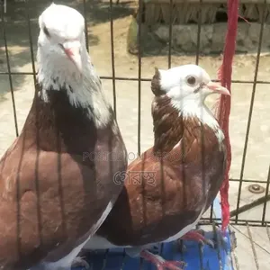 Rajgolla pigeon pair (running) for sale. #Pigeon #PigeonMarket #Pigeon