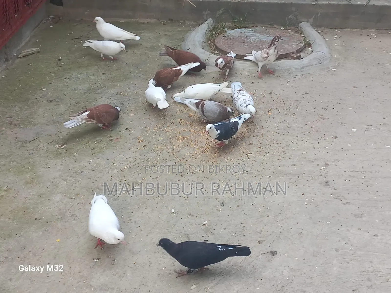 Pigeons For Sale