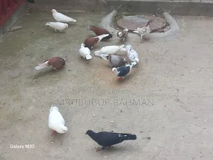 Pigeons For Sale