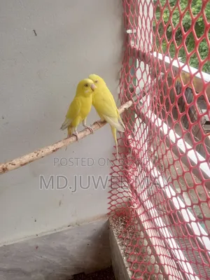 Budgerigar Bird