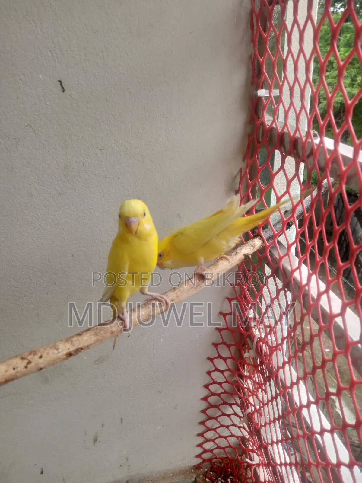 Budgerigar Bird