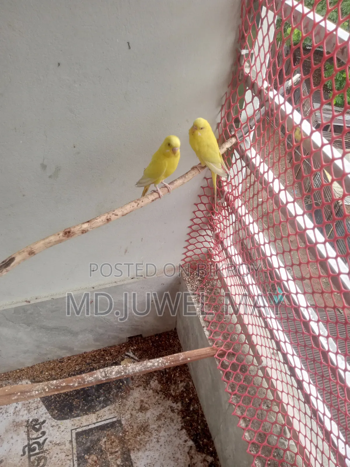 Budgerigar Bird