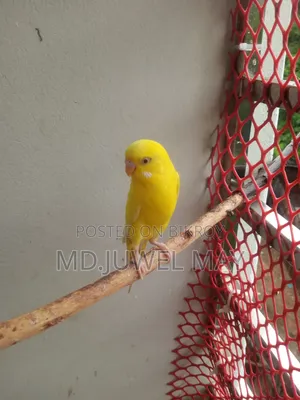 Budgerigar Bird