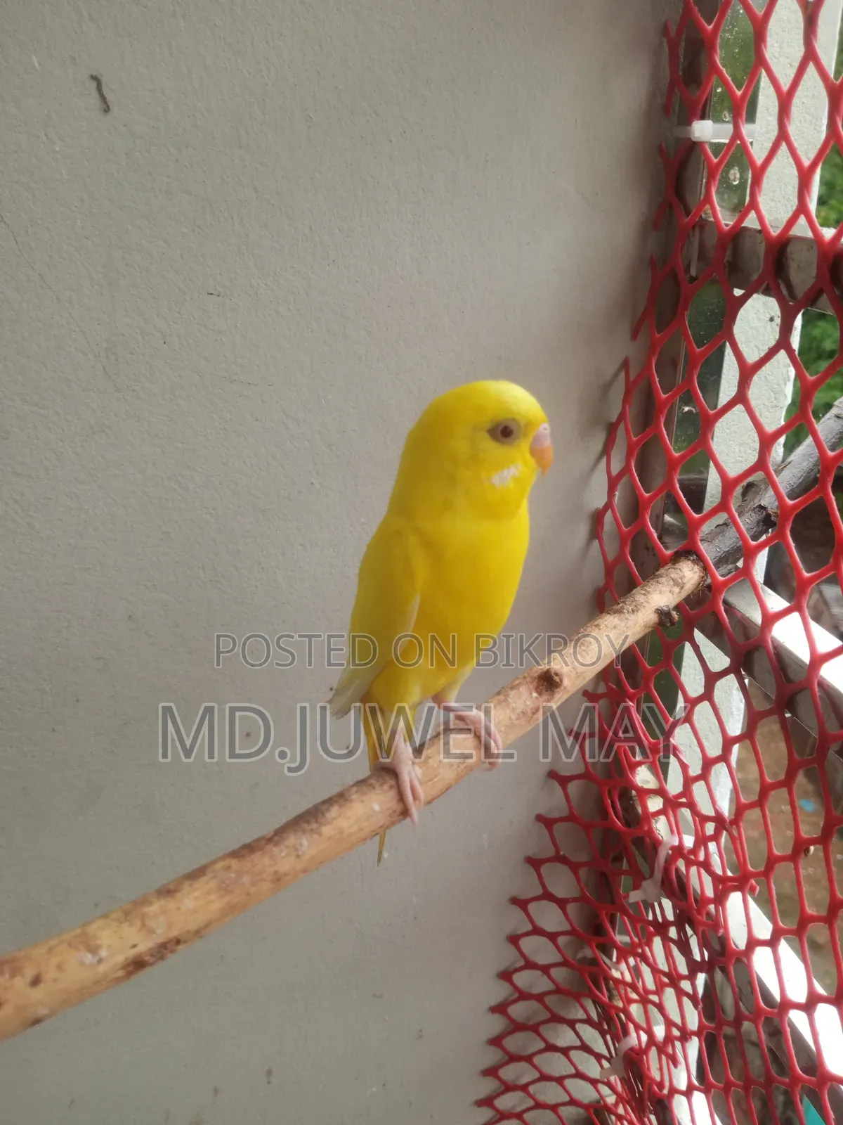 Budgerigar Bird