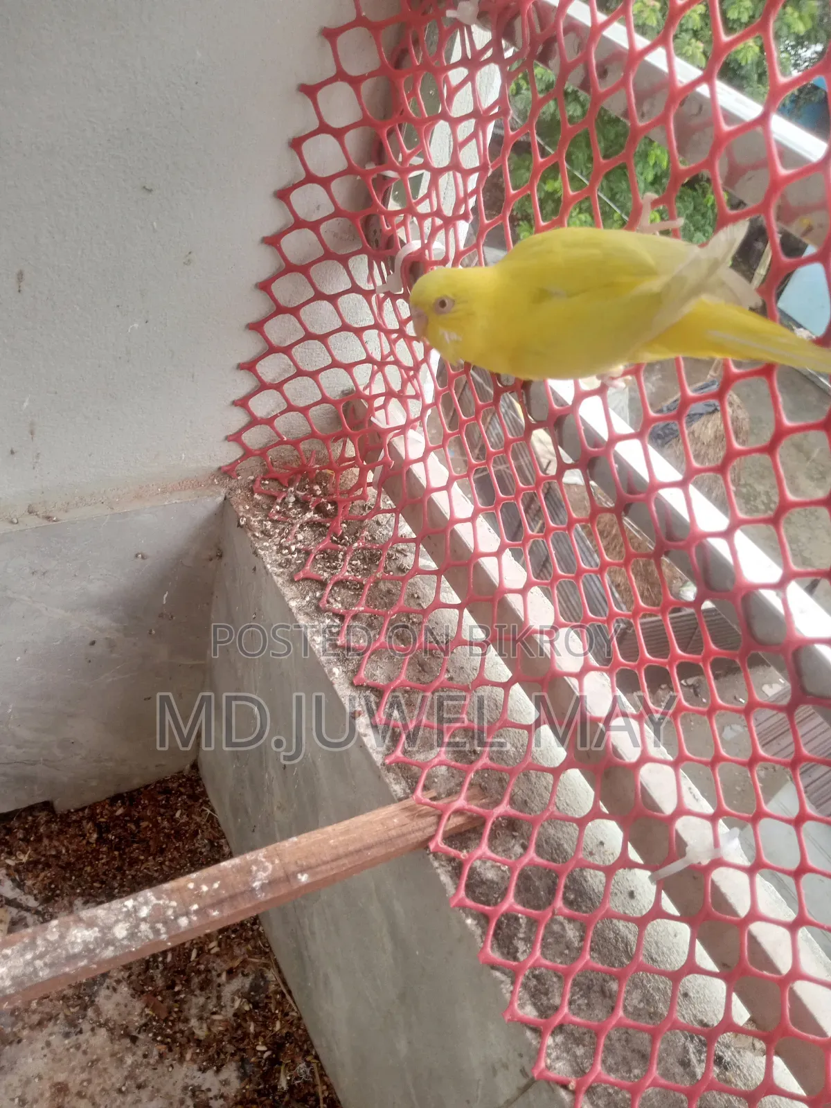 Budgerigar Bird