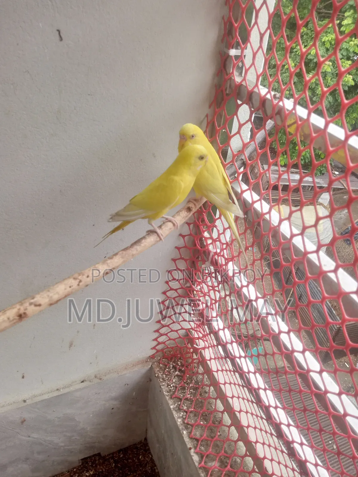 Budgerigar Bird