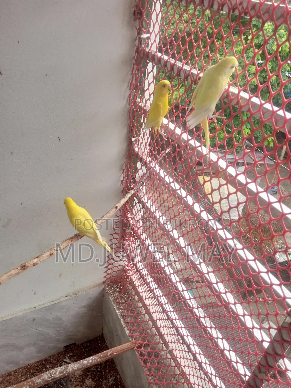 Budgerigar Bird