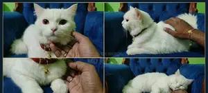 1-3 Months Male Mixed Breed Persian