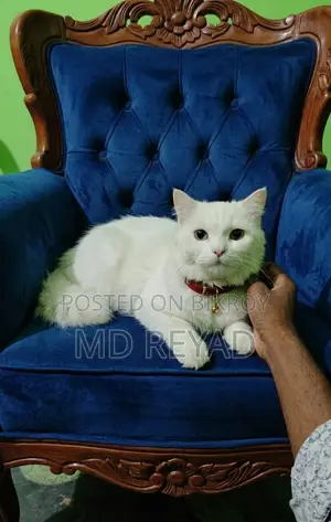 1-3 months Male Mixed Breed Persian