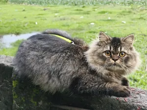 6-12 months Female Purebred Persian